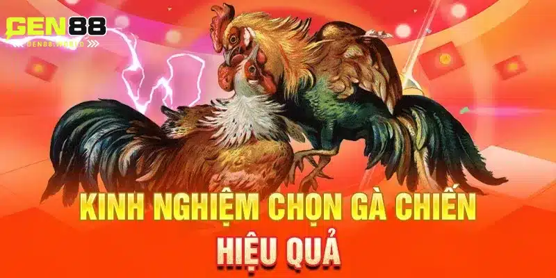 Những yếu tố ảnh hưởng đến kết quả trận đá gà An Giang